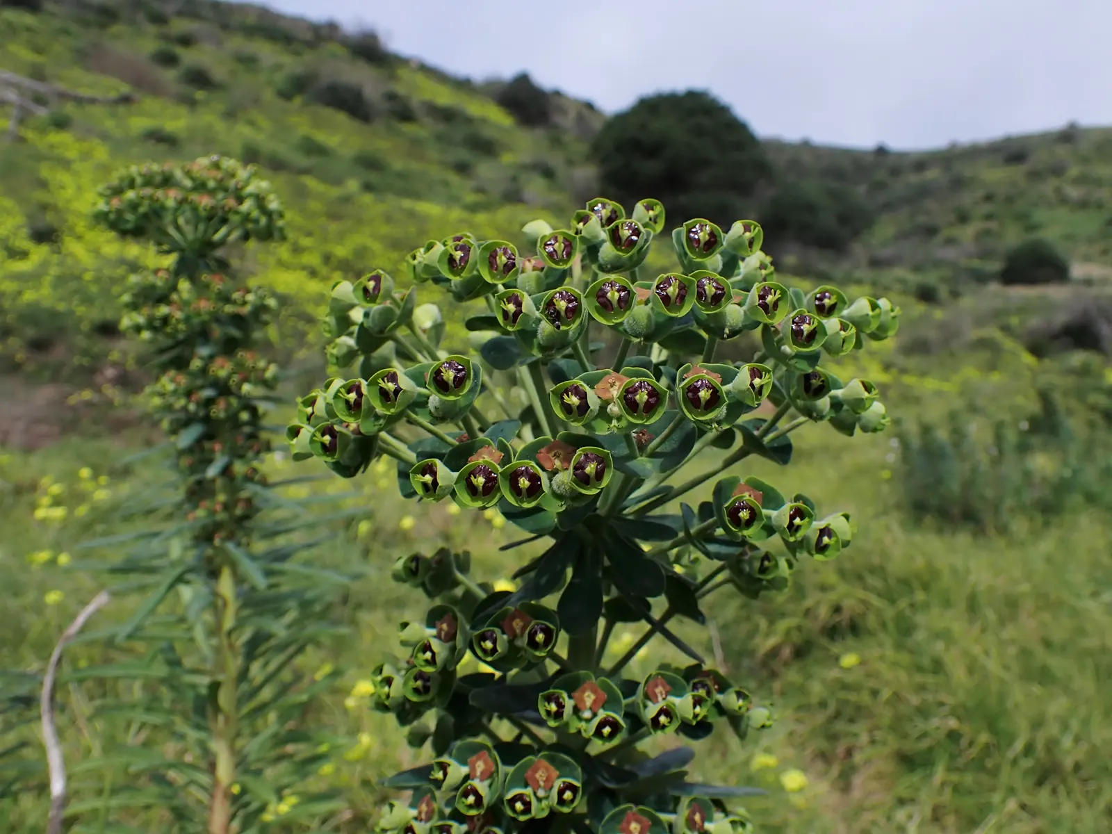 Bush Or Dome Euphorbia (Euphorbia Characias) — evergreen perennial that forms a spherical mound up to 4 feet tall and wide; forming a domed and bushy silhouette