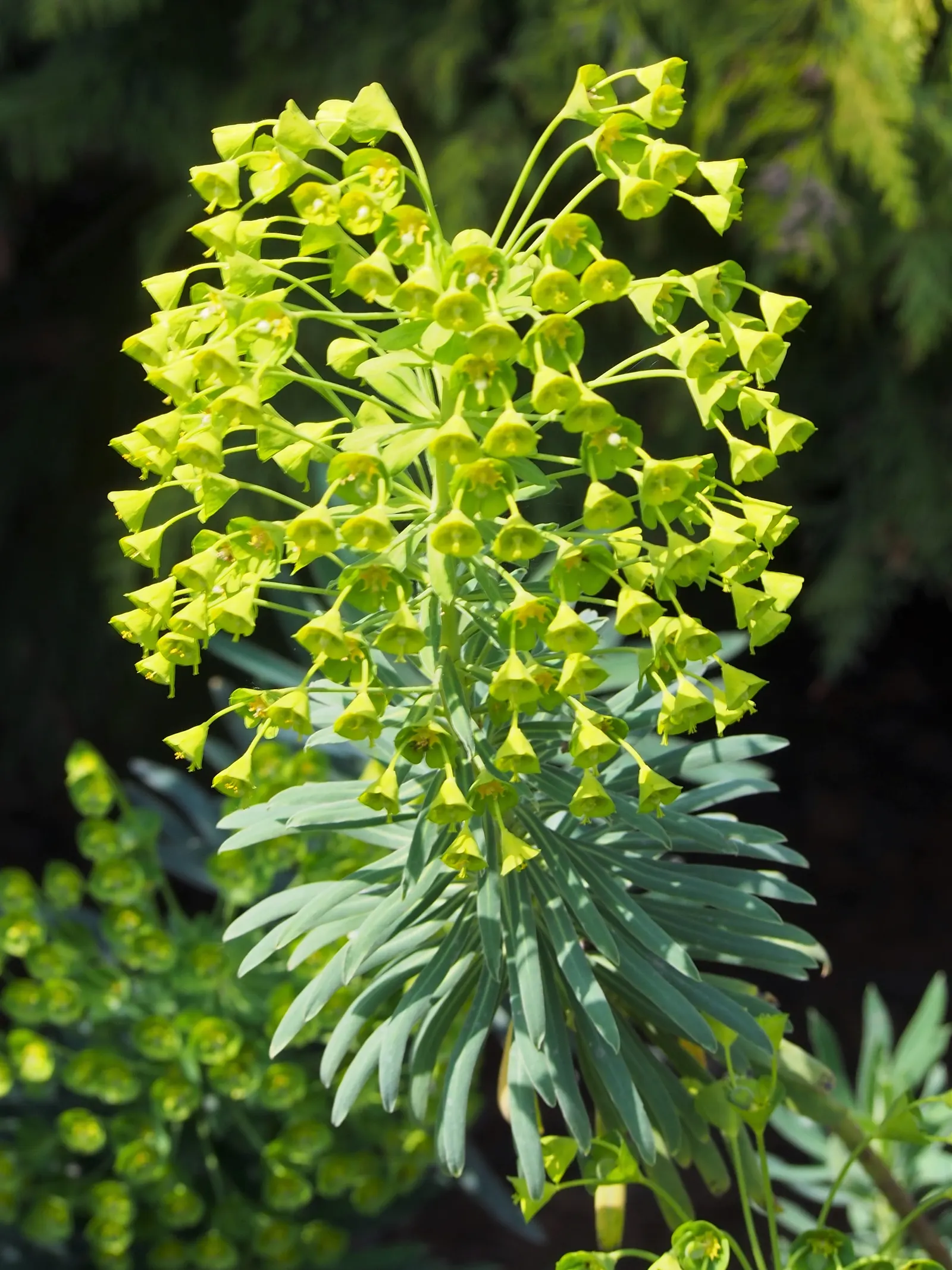 Bush Or Dome Euphorbia (Euphorbia Characias) — Standing at a robust height of approximately 3 to 4 feet with a similar spread; is an evergreen perennial that