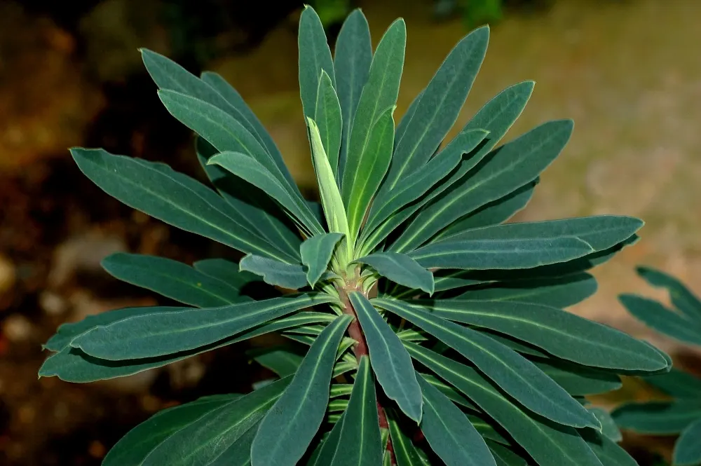 Bush Or Dome Euphorbia (Euphorbia Characias) — commonly known as Bush or Dome Euphorbia; thriving in USDA zones 7-10, image 79