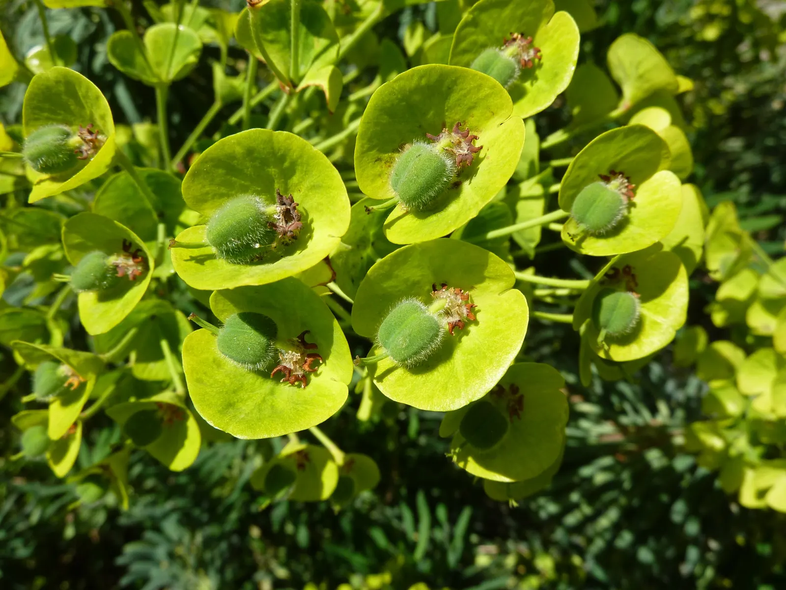 Bush Or Dome Euphorbia (Euphorbia Characias) — and year-round interest to any landscape design; evergreen perennial that forms a spherical mound up, image 75