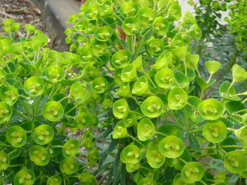 Bush Or Dome Euphorbia (Euphorbia Characias) — perennial with green blooms; the bracts may persist on the plant for several weeks, image 77