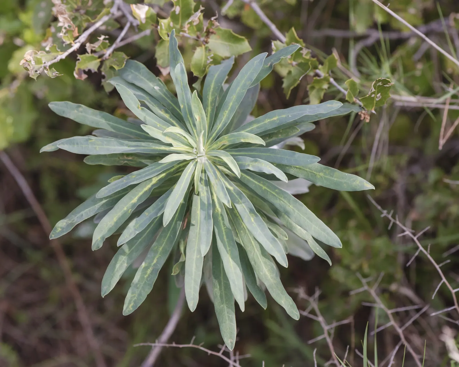 Bush Or Dome Euphorbia (Euphorbia Characias) — as this euphorbia is drought-tolerant and prefers drier conditions once established; perennial for full