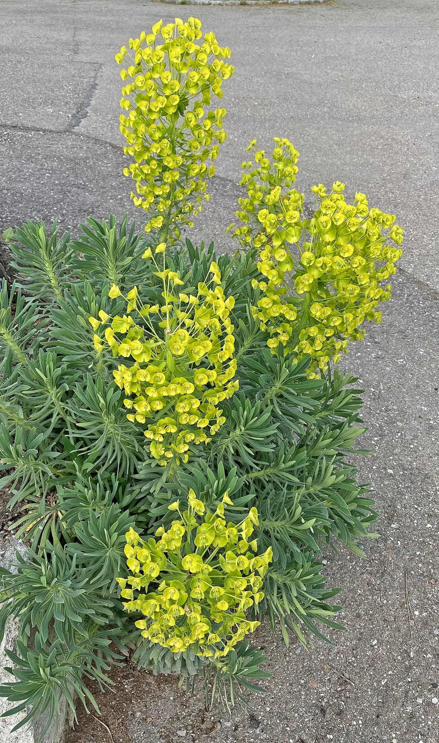 Bush Or Dome Euphorbia (Euphorbia Characias) — The bracts may persist on the plant for several weeks; it prefers well-drained soil and full sun