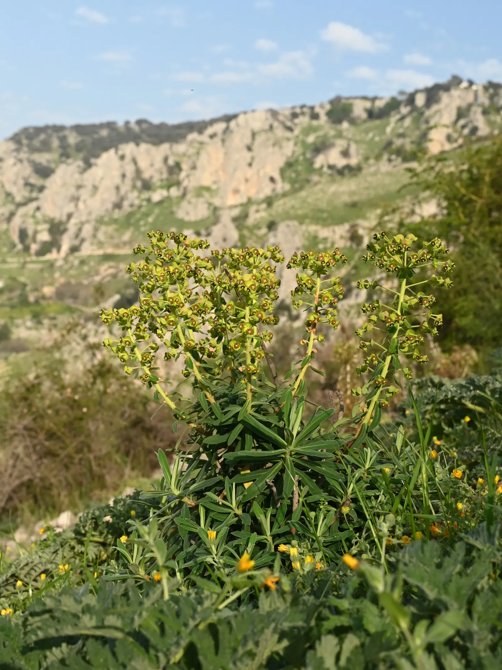 Bush Or Dome Euphorbia (Euphorbia Characias) — is an evergreen perennial that brings both architectural form and vivid color to a garden design; commonly known