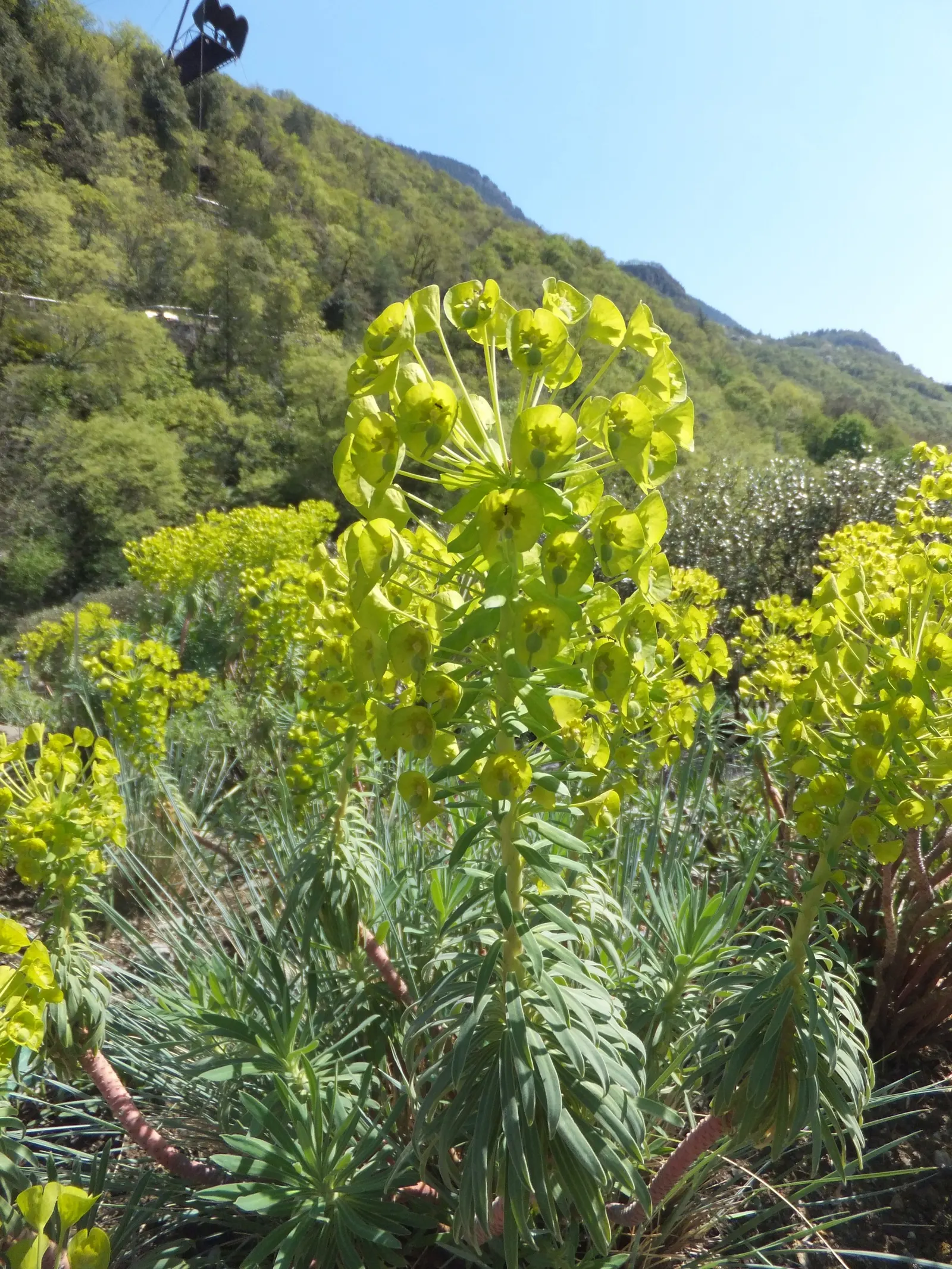 Bush Or Dome Euphorbia (Euphorbia Characias) — Whether featured in rock gardens