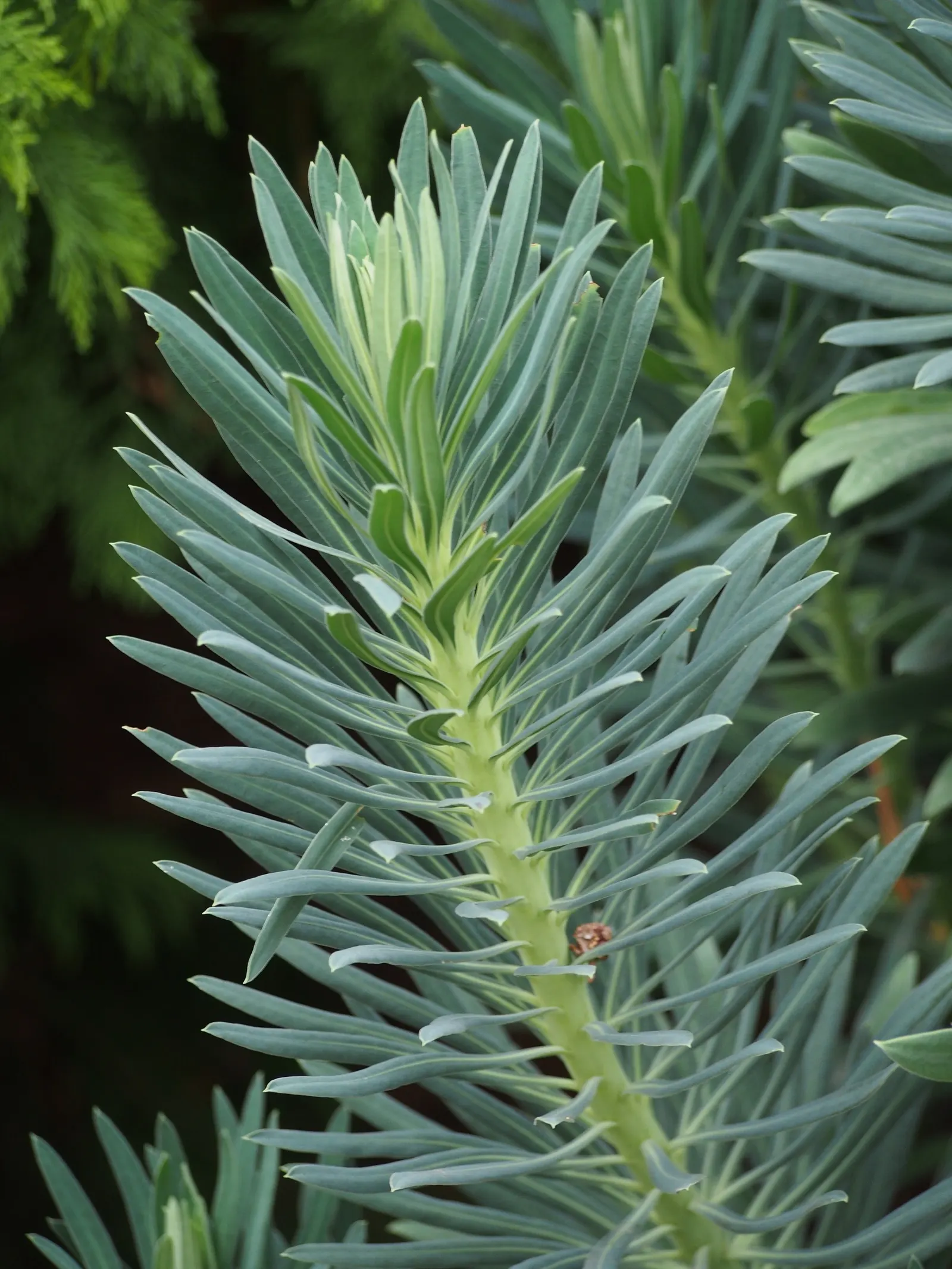 Bush Or Dome Euphorbia (Euphorbia Characias) — each encasing tiny central flowers; offering an extended display.<br><br>When planting Euphorbia, image 66