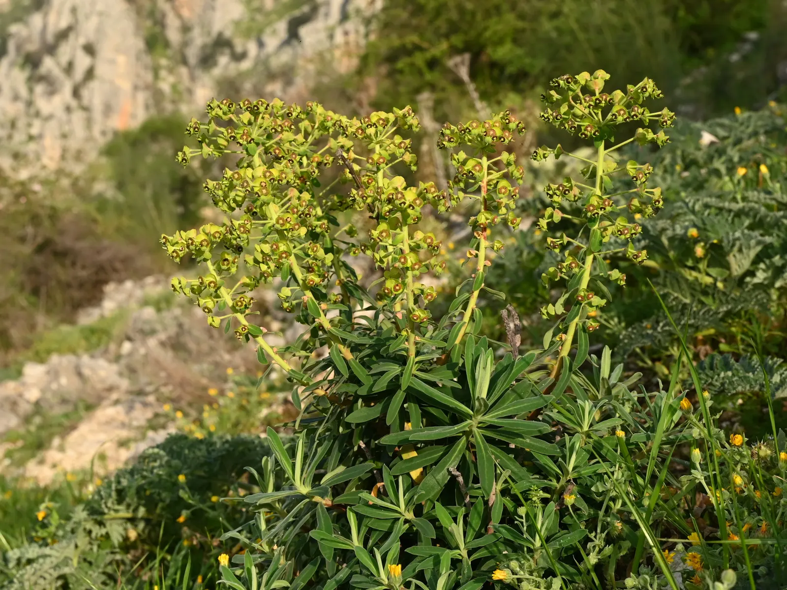 Bush Or Dome Euphorbia (Euphorbia Characias) — blue-green leaves that are densely packed on upright; adding a striking visual contrast to the foliage