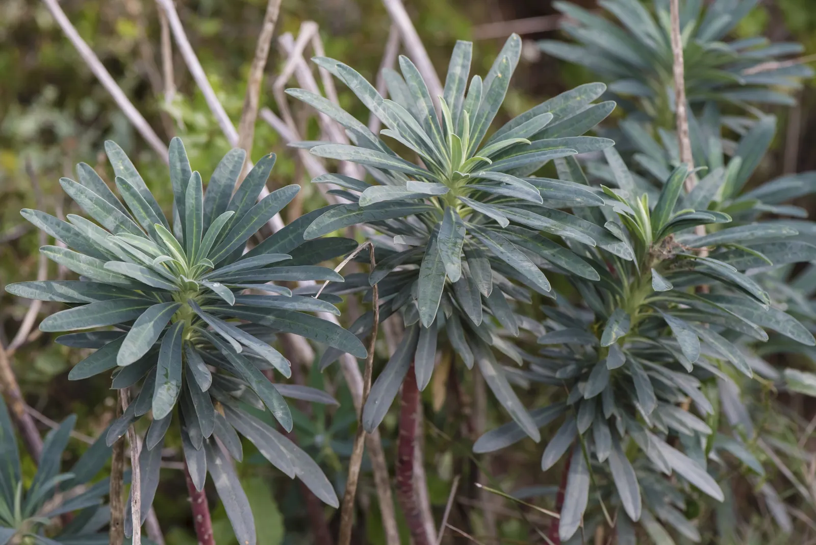 Bush Or Dome Euphorbia (Euphorbia Characias) — offering an extended display.<br><br>When planting Euphorbia characias; in spring and early summer
