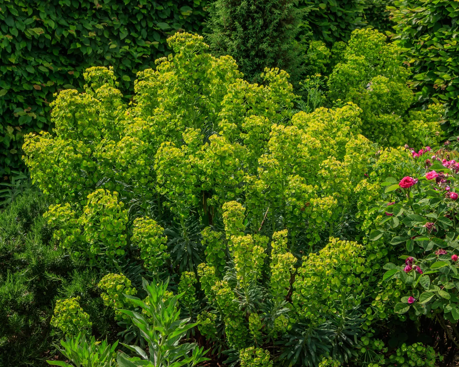 Bush Or Dome Euphorbia (Euphorbia Characias) — commonly referred to as Bush or Dome Euphorbia; whether featured in rock gardens
