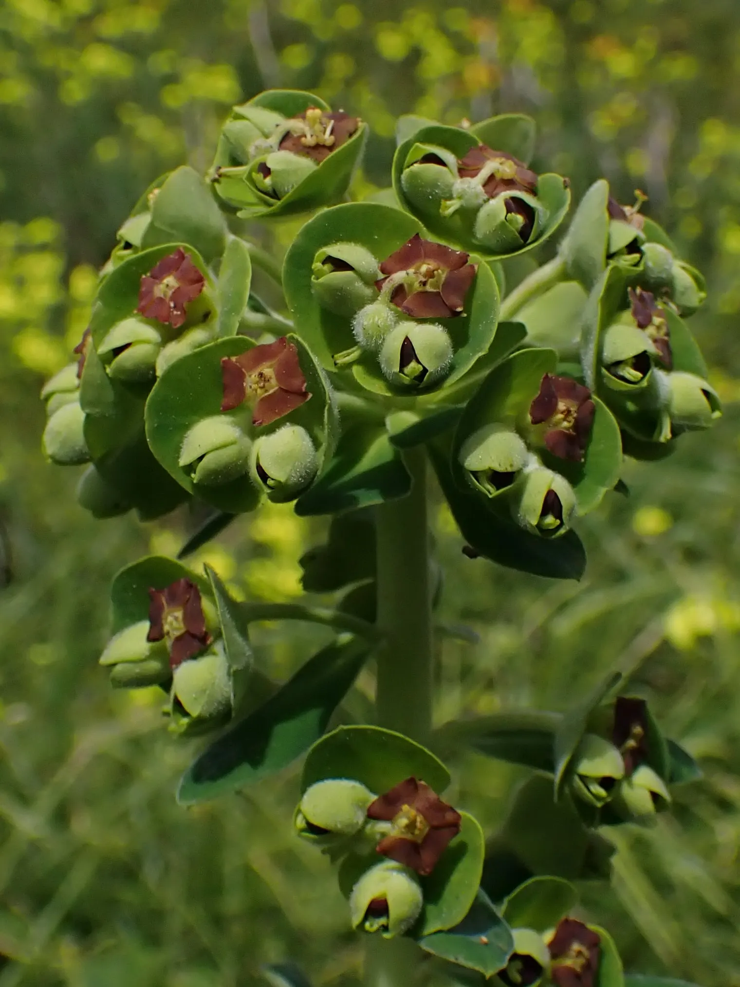 Bush Or Dome Euphorbia (Euphorbia Characias) — perennial with green blooms