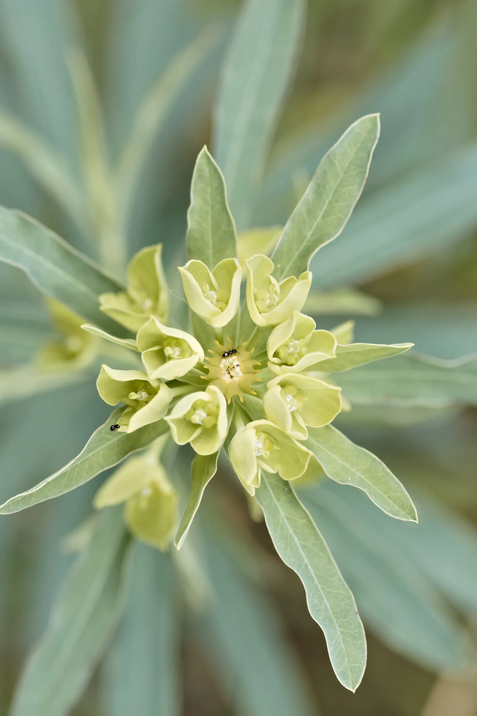Bush Or Dome Euphorbia (Euphorbia Characias) — The bracts may persist on the plant for several weeks
