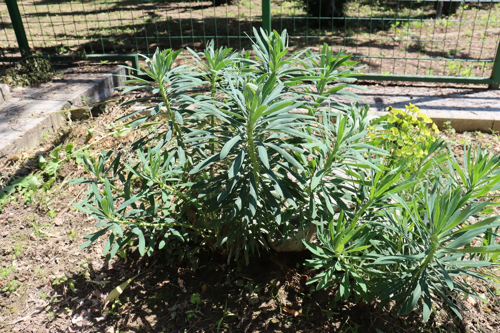 Bush Or Dome Euphorbia (Euphorbia Characias) — as this euphorbia is drought-tolerant and prefers drier conditions once established