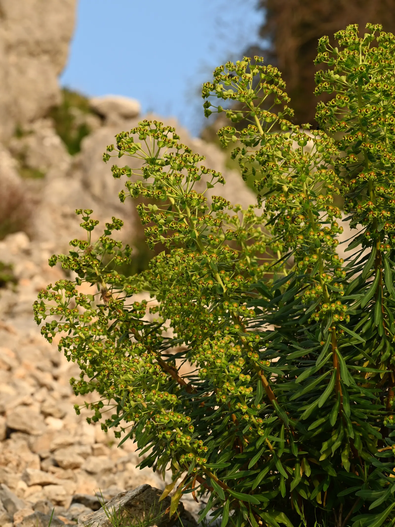 Bush Or Dome Euphorbia (Euphorbia Characias) — making it an excellent low-maintenance choice for a drought-tolerant landscape accent; it boasts terminal
