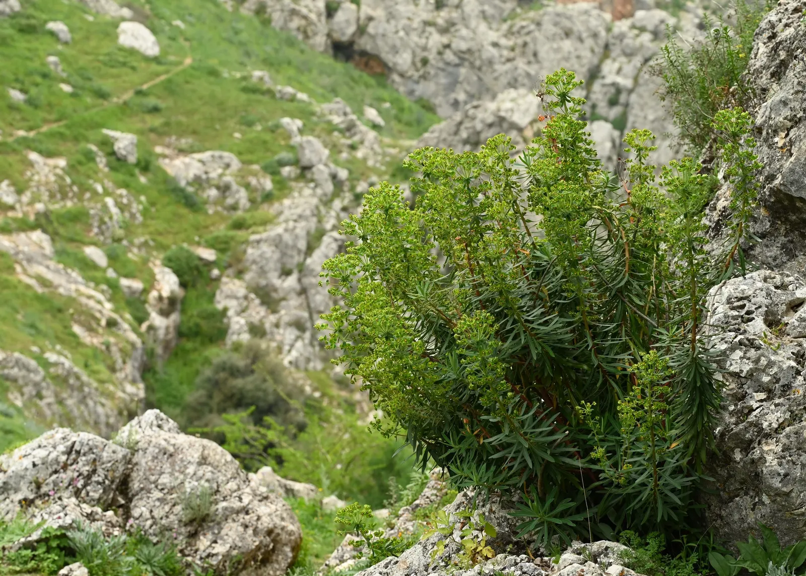 Bush Or Dome Euphorbia (Euphorbia Characias) — forming a domed and bushy silhouette; euphorbia characias provides texture
