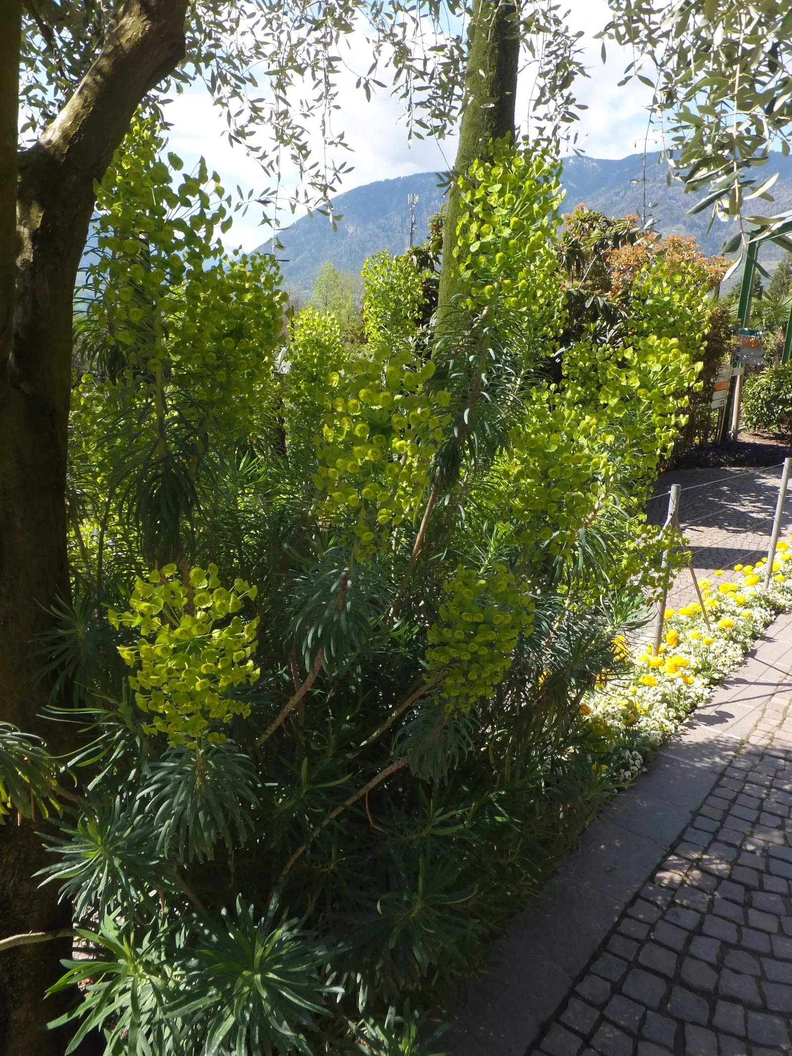 Bush Or Dome Euphorbia (Euphorbia Characias) — and year-round interest to any landscape design