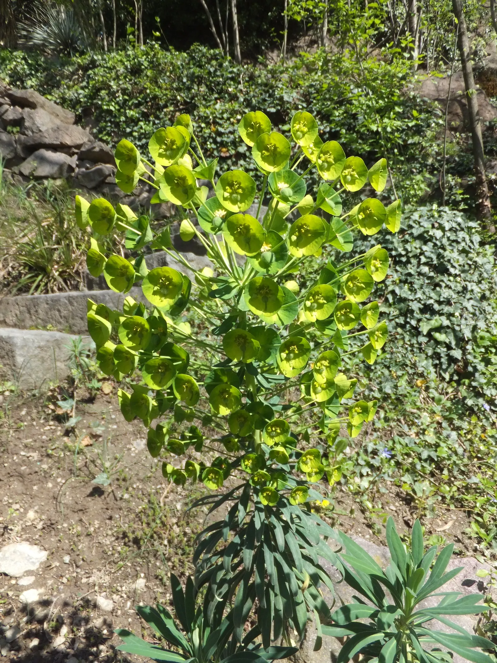 Bush Or Dome Euphorbia (Euphorbia Characias) — or as an eye-catching specimen among mixed borders
