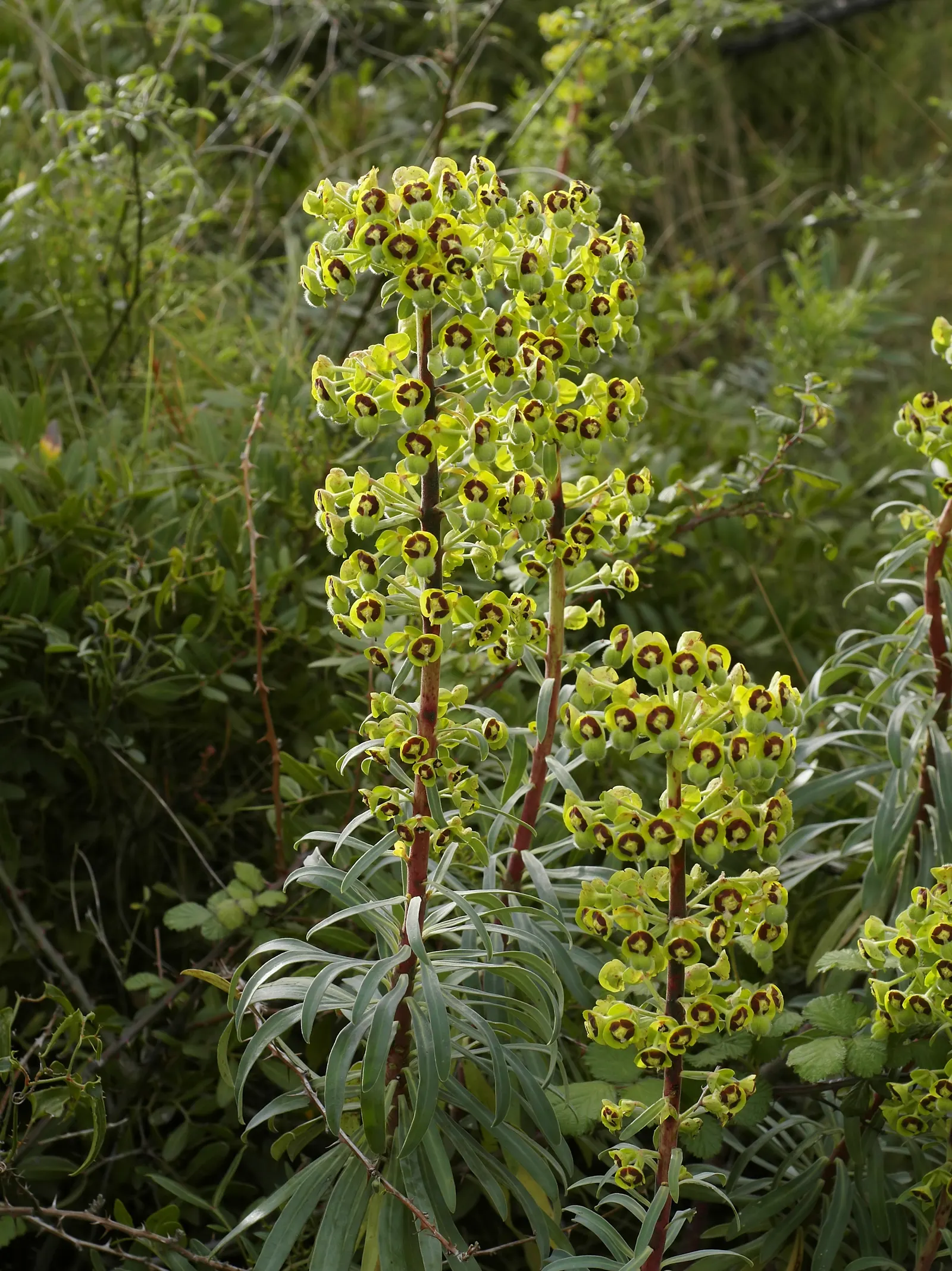 Bush Or Dome Euphorbia (Euphorbia Characias) — or as an eye-catching specimen among mixed borders; each encasing tiny central flowers