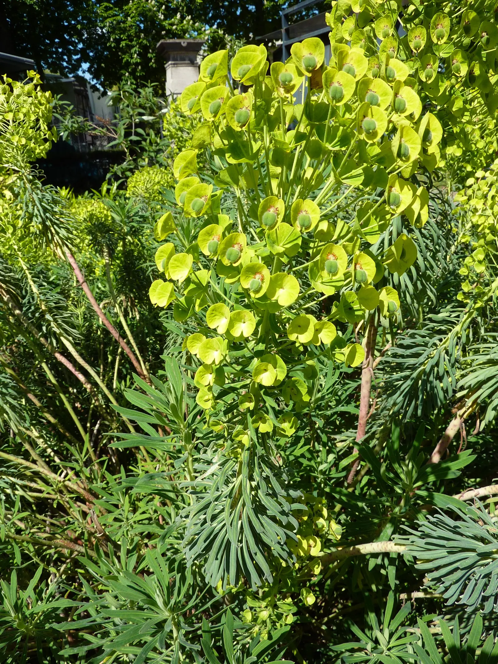 Bush Or Dome Euphorbia (Euphorbia Characias) — Euphorbia characias provides texture; or as an eye-catching specimen among mixed borders, image 74