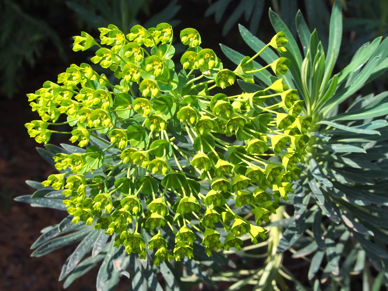 Bush Or Dome Euphorbia (Euphorbia Characias) — it boasts terminal clusters of chartreuse flower bracts or cyathium