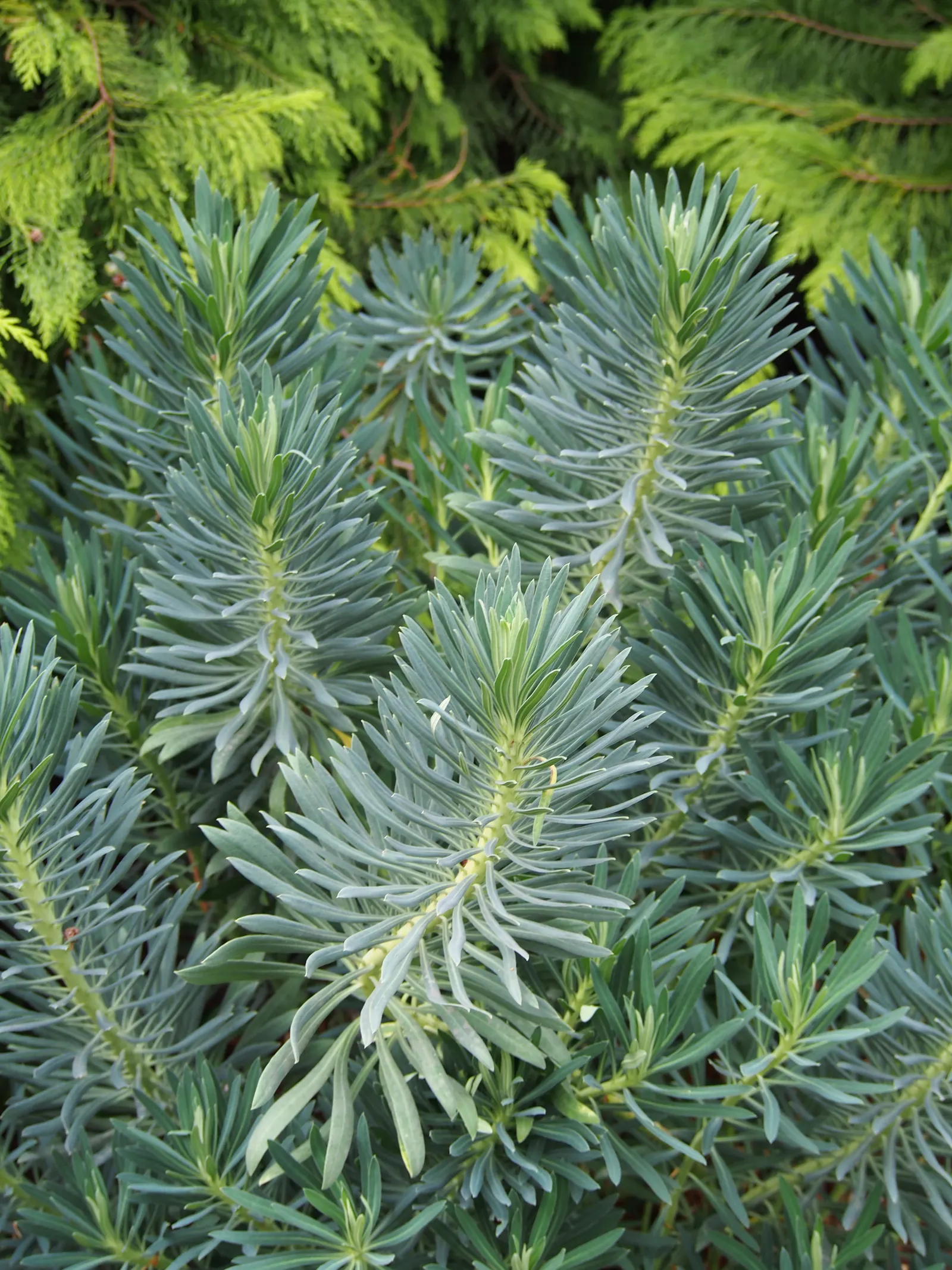 Bush Or Dome Euphorbia (Euphorbia Characias) — adding a striking visual contrast to the foliage