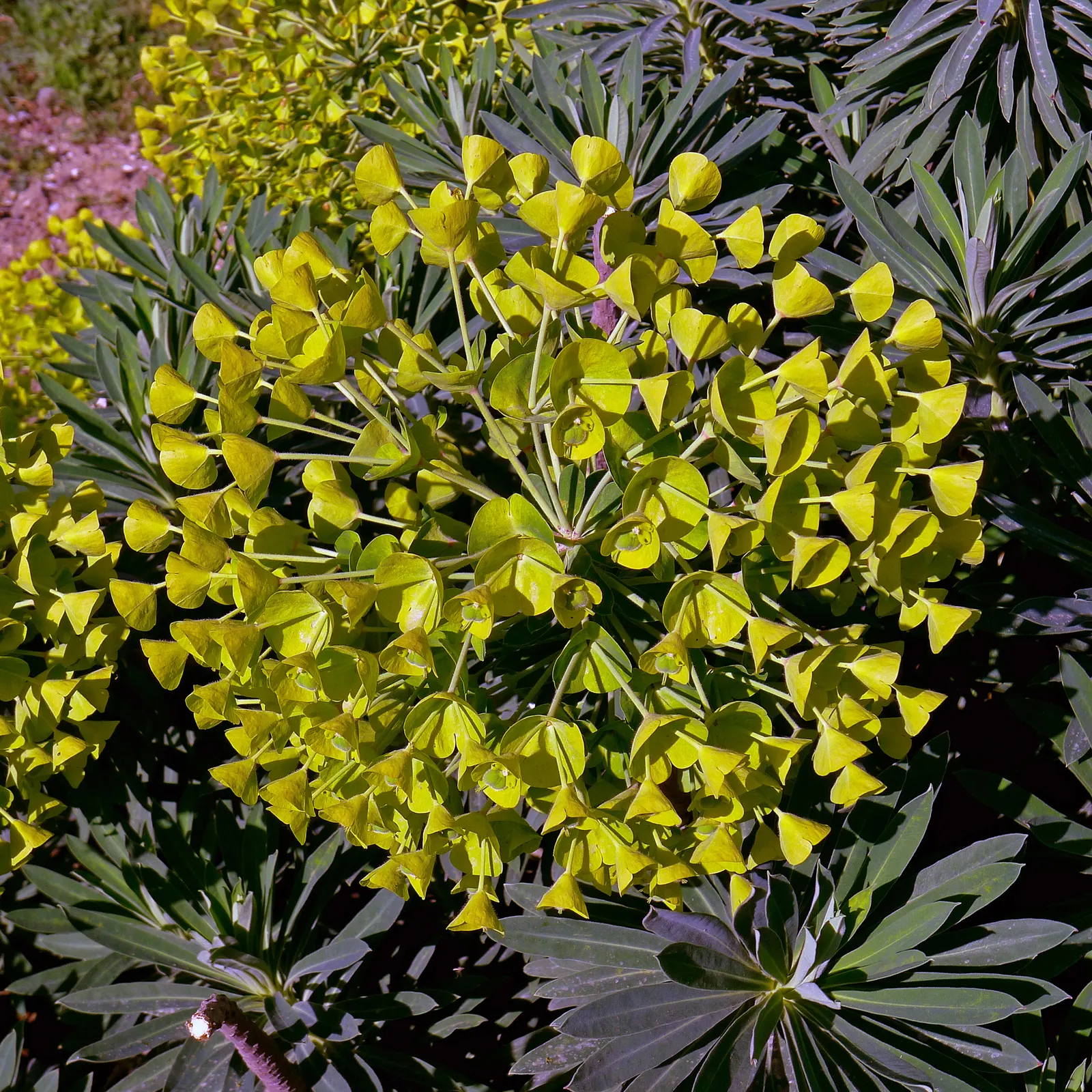 Bush Or Dome Euphorbia (Euphorbia Characias) — perennial for full; and year-round interest to any landscape design, image 78