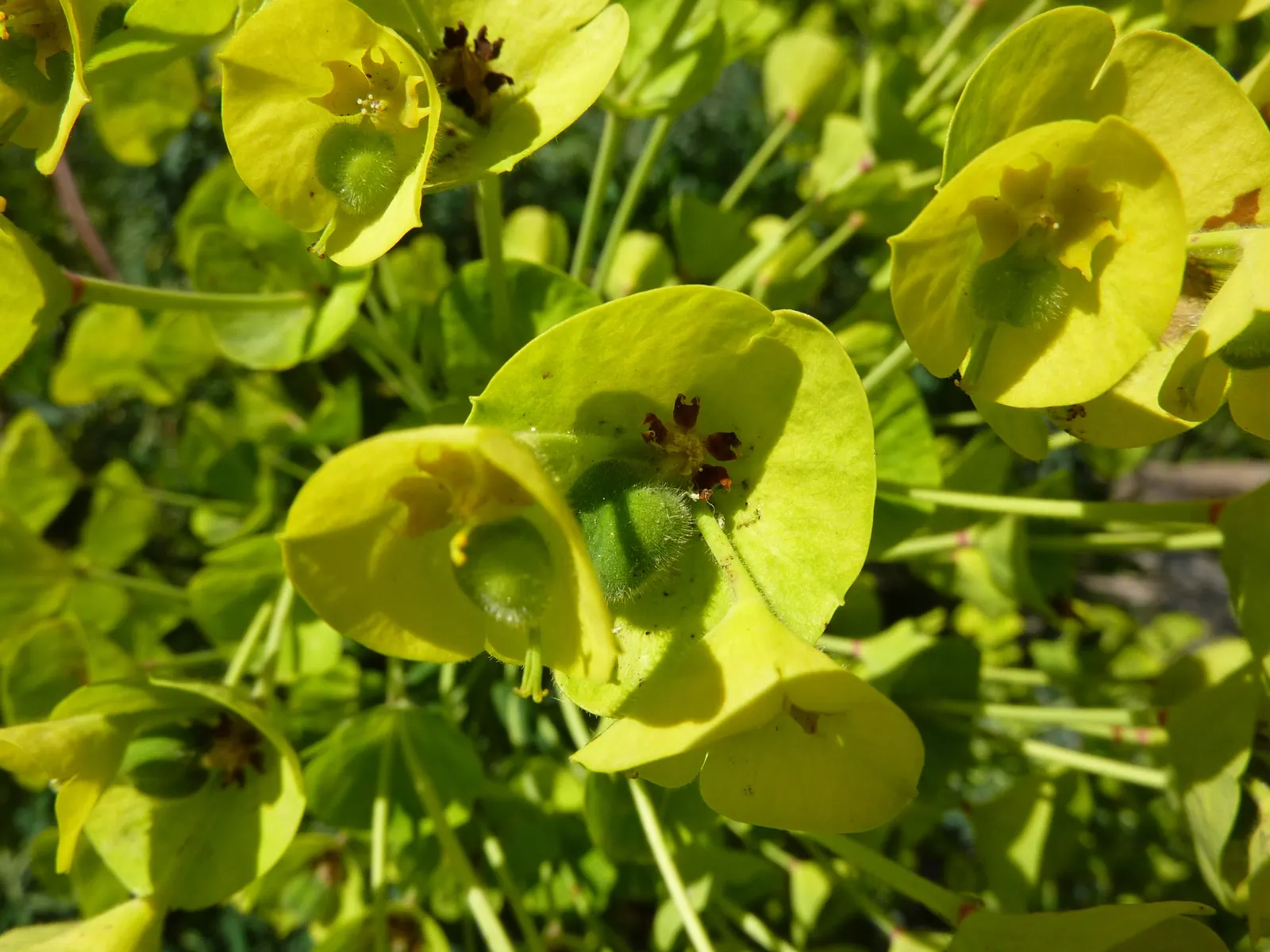 Bush Or Dome Euphorbia (Euphorbia Characias) — Whether featured in rock gardens; commonly referred to as Bush or Dome Euphorbia, image 72