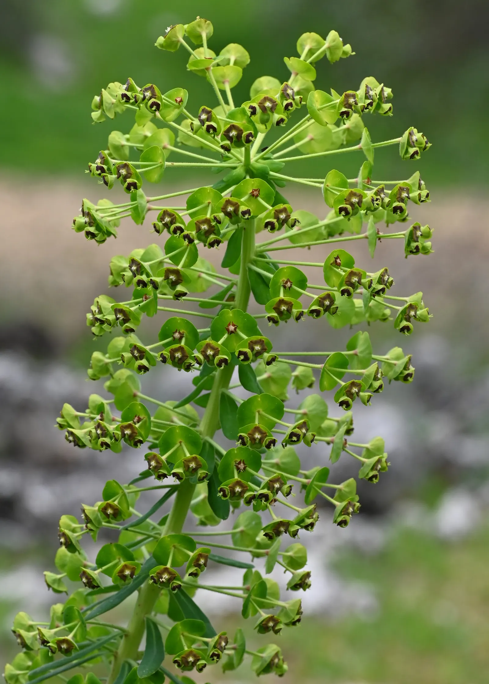 Bush Or Dome Euphorbia (Euphorbia Characias) — adding a striking visual contrast to the foliage; green flowers in the garden
