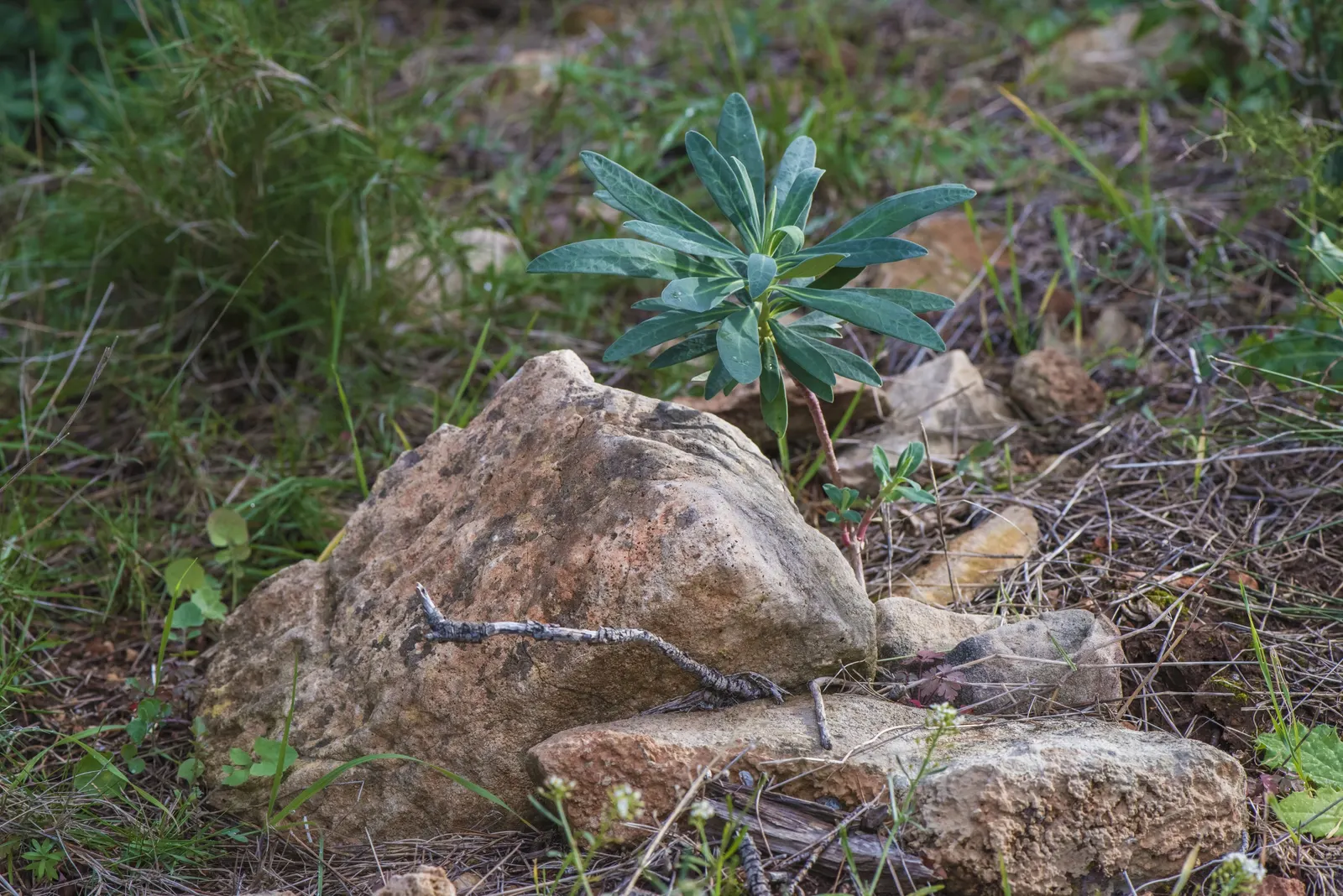 Bush Or Dome Euphorbia (Euphorbia Characias) — Whether featured in rock gardens; commonly referred to as Bush or Dome Euphorbia