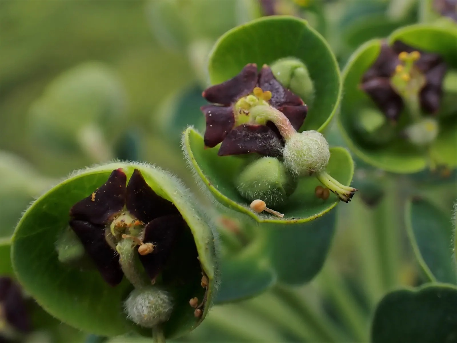 Bush Or Dome Euphorbia (Euphorbia Characias) — linear leaves and are topped with showy chartreuse inflorescences in late winter to spring; use well-drained