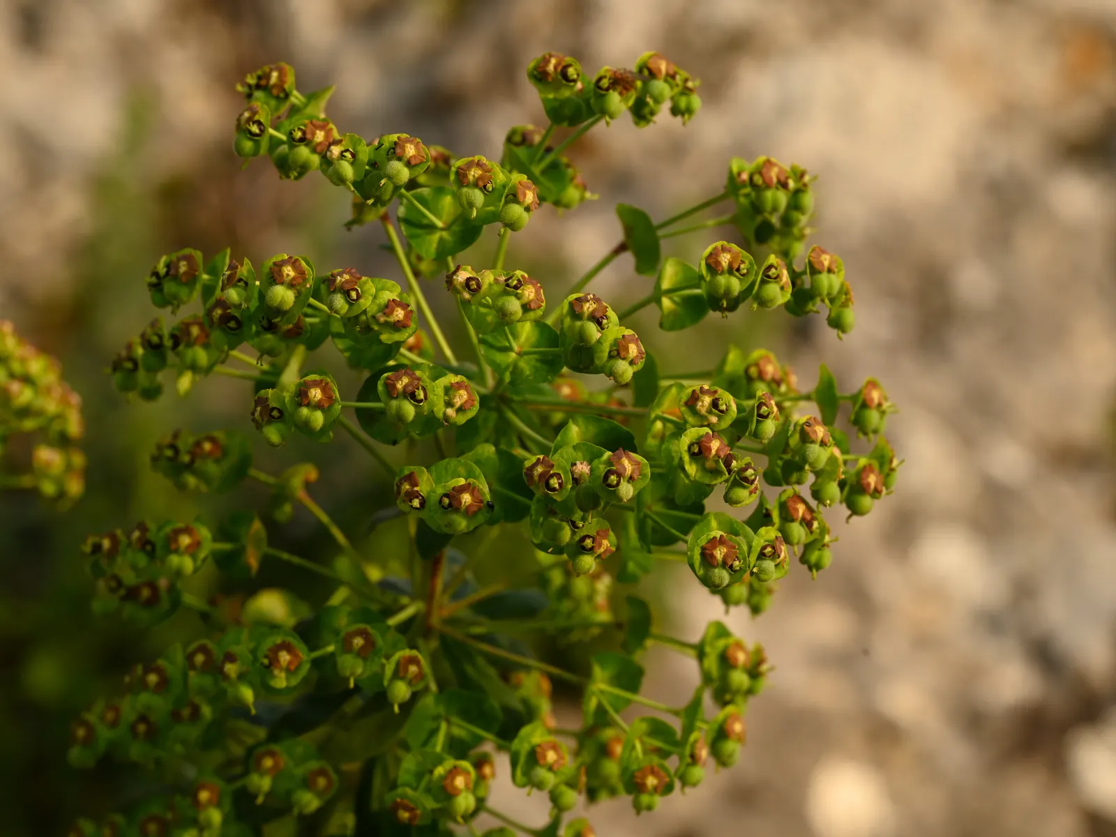 Bush Or Dome Euphorbia (Euphorbia Characias) — In spring and early summer