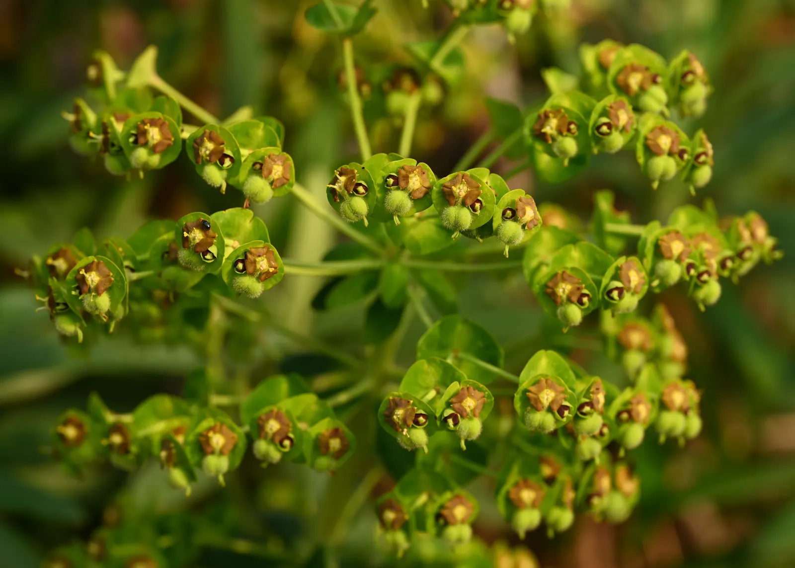 Bush Or Dome Euphorbia (Euphorbia Characias) — it boasts terminal clusters of chartreuse flower bracts or cyathium; blue-green leaves that are densely packed