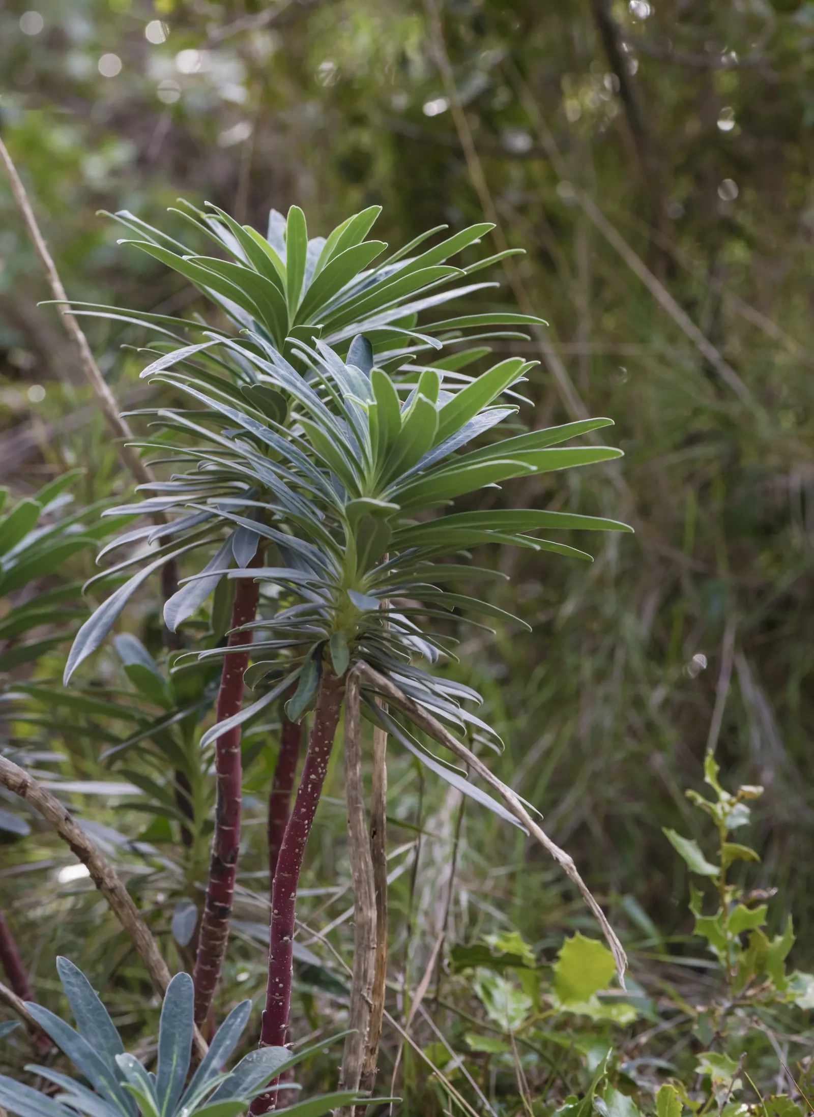 Bush Or Dome Euphorbia (Euphorbia Characias) — use well-drained soil to prevent root rot; as this euphorbia is drought-tolerant and prefers drier conditions