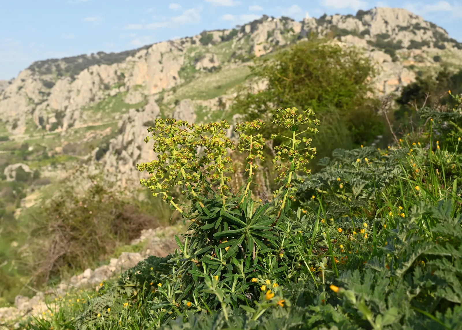 Bush Or Dome Euphorbia (Euphorbia Characias) — each encasing tiny central flowers; offering an extended display.<br><br>When planting Euphorbia characias