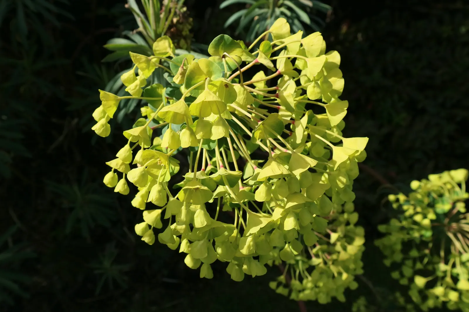 Bush Or Dome Euphorbia (Euphorbia Characias) — Euphorbia characias provides texture; or as an eye-catching specimen among mixed borders