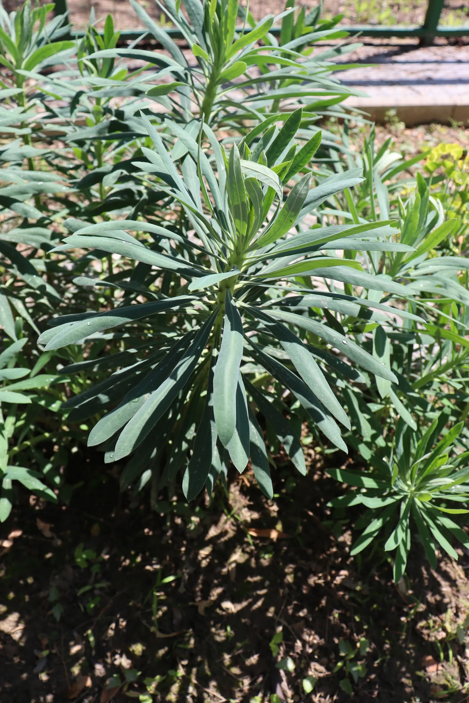 Bush Or Dome Euphorbia (Euphorbia Characias) — offering an extended display.<br><br>When planting Euphorbia characias
