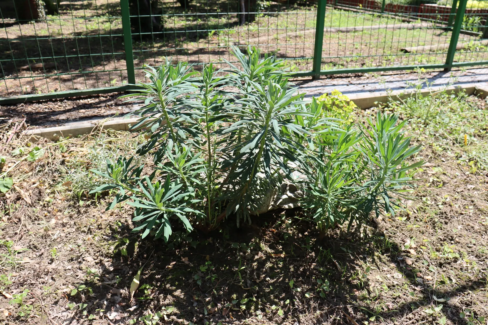 Bush Or Dome Euphorbia (Euphorbia Characias) — use well-drained soil to prevent root rot