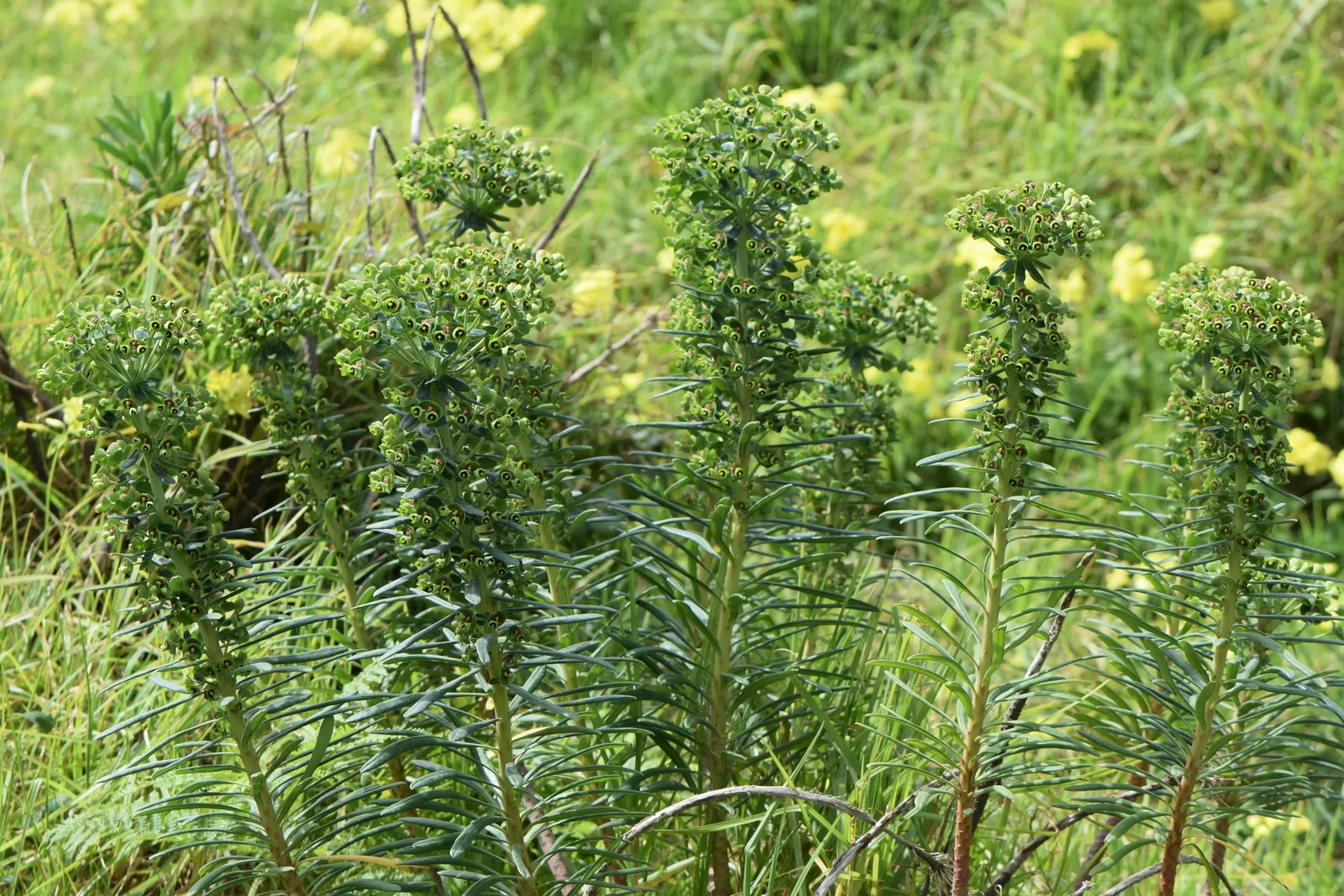 Bush Or Dome Euphorbia (Euphorbia Characias) — Thriving in USDA zones 7-10; perennial with green blooms