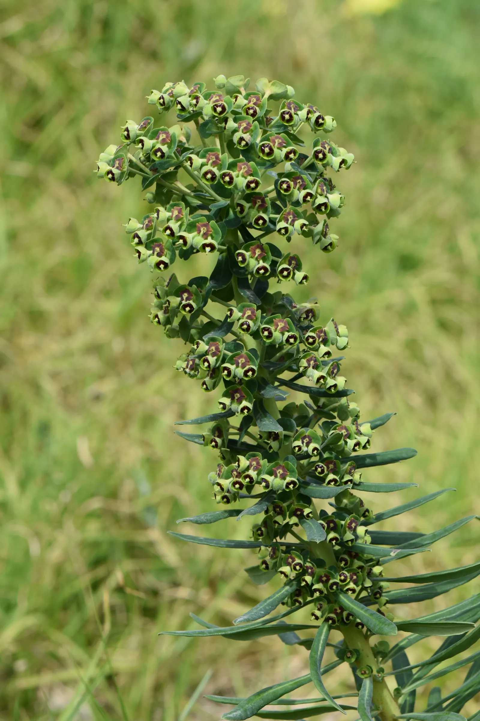 Bush Or Dome Euphorbia (Euphorbia Characias) — commonly known as Bush or Dome Euphorbia; thriving in USDA zones 7-10