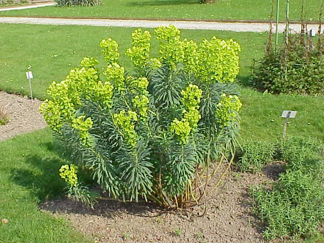 Bush Or Dome Euphorbia (Euphorbia Characias) — or as an eye-catching specimen among mixed borders; each encasing tiny central flowers, image 73