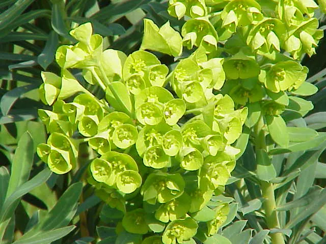 Bush Or Dome Euphorbia (Euphorbia Characias) — green flowers in the garden; standing at a robust height of approximately 3 to 4 feet with a similar, image 76