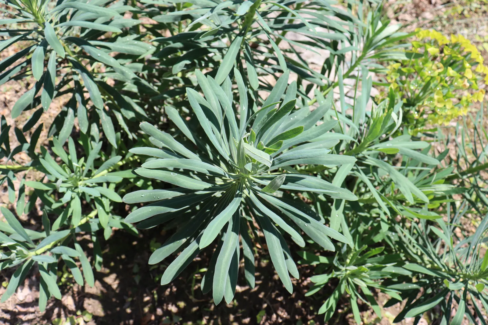 Bush Or Dome Euphorbia (Euphorbia Characias) — green flowers in the garden