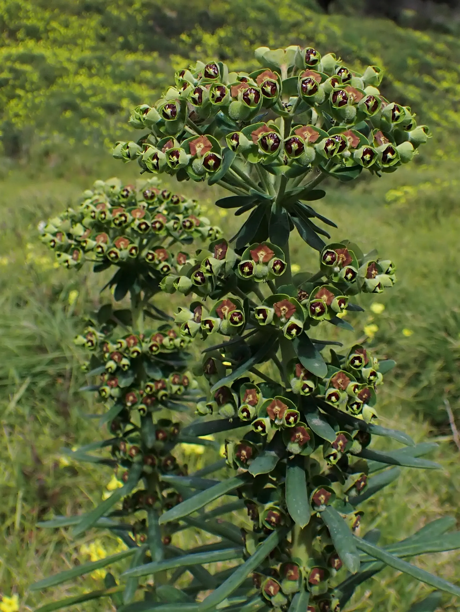 Bush Or Dome Euphorbia (Euphorbia Characias) — perennial for full