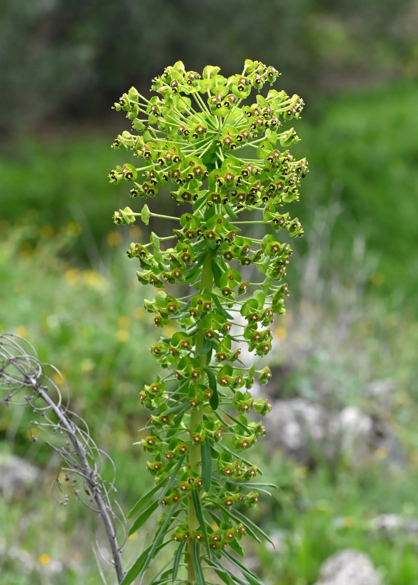 Bush Or Dome Euphorbia (Euphorbia Characias) — In spring and early summer; linear leaves and are topped with showy chartreuse inflorescences in late winter to