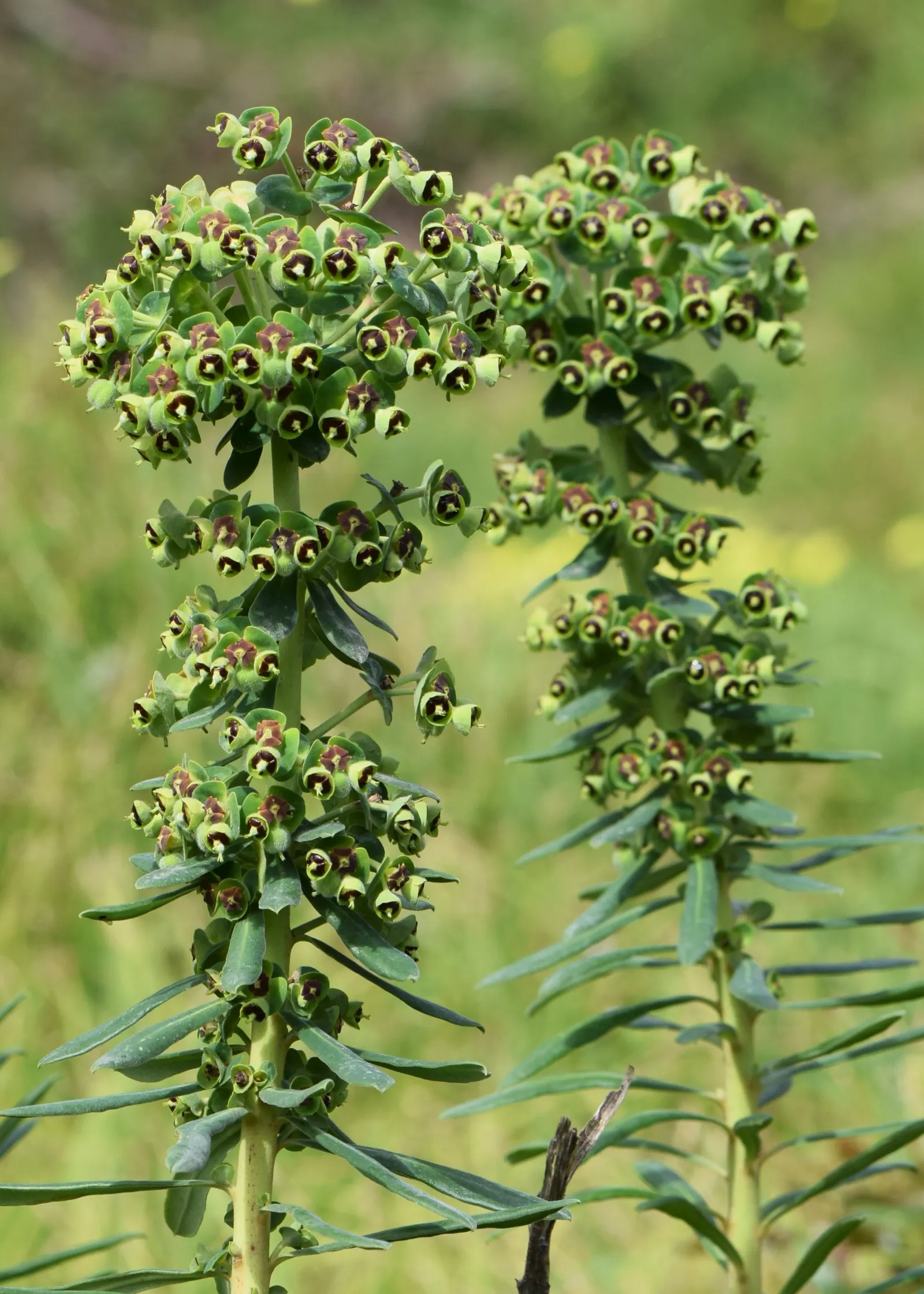 Bush Or Dome Euphorbia (Euphorbia Characias) — it prefers well-drained soil and full sun; making it an excellent low-maintenance choice for a drought-tolerant