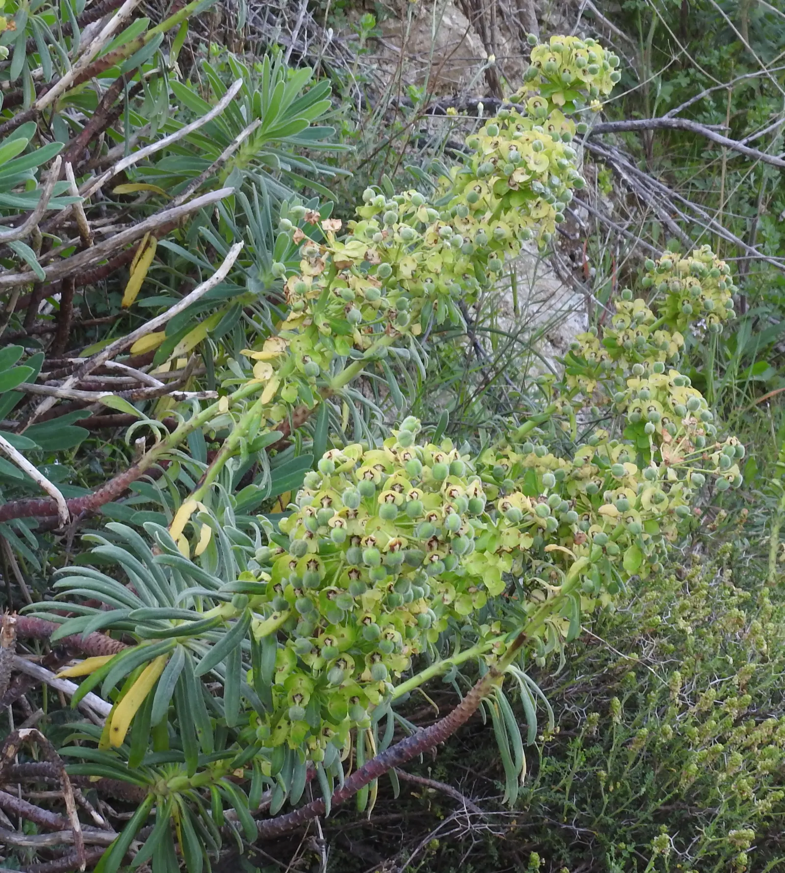 Bush Or Dome Euphorbia (Euphorbia Characias) — forming a domed and bushy silhouette; euphorbia characias provides texture, image 63