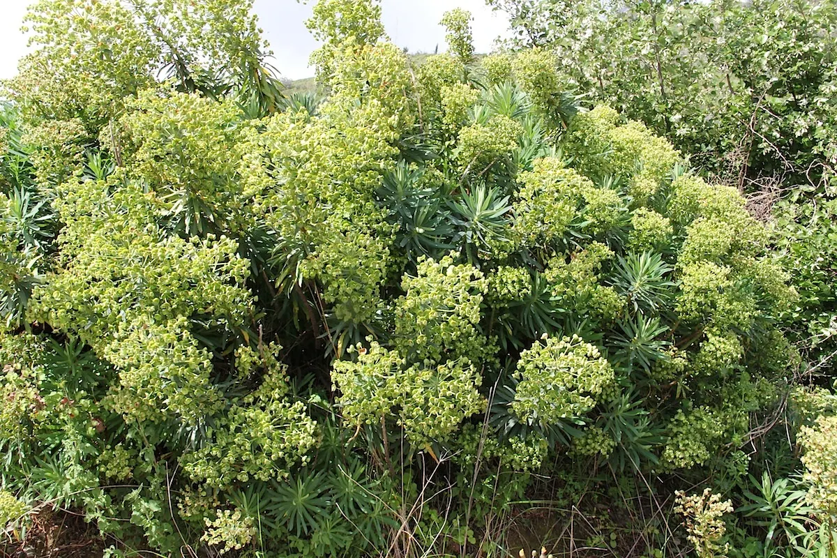 Bush Or Dome Euphorbia (Euphorbia Characias) — and year-round interest to any landscape design; evergreen perennial that forms a spherical mound up to 4 feet