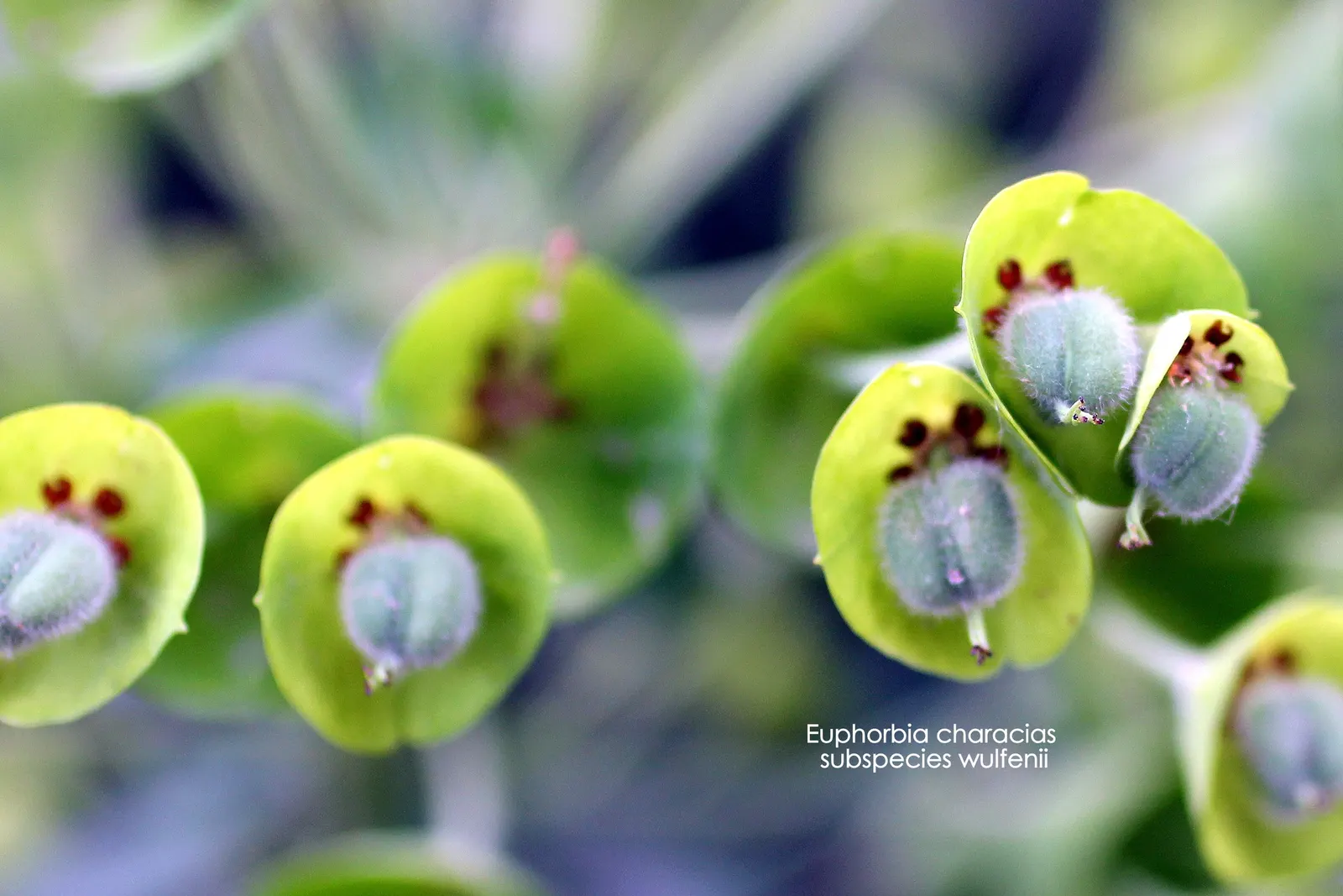 Bush Or Dome Euphorbia (Euphorbia Characias) — it boasts terminal clusters of chartreuse flower bracts or cyathium; blue-green leaves that are, image 65