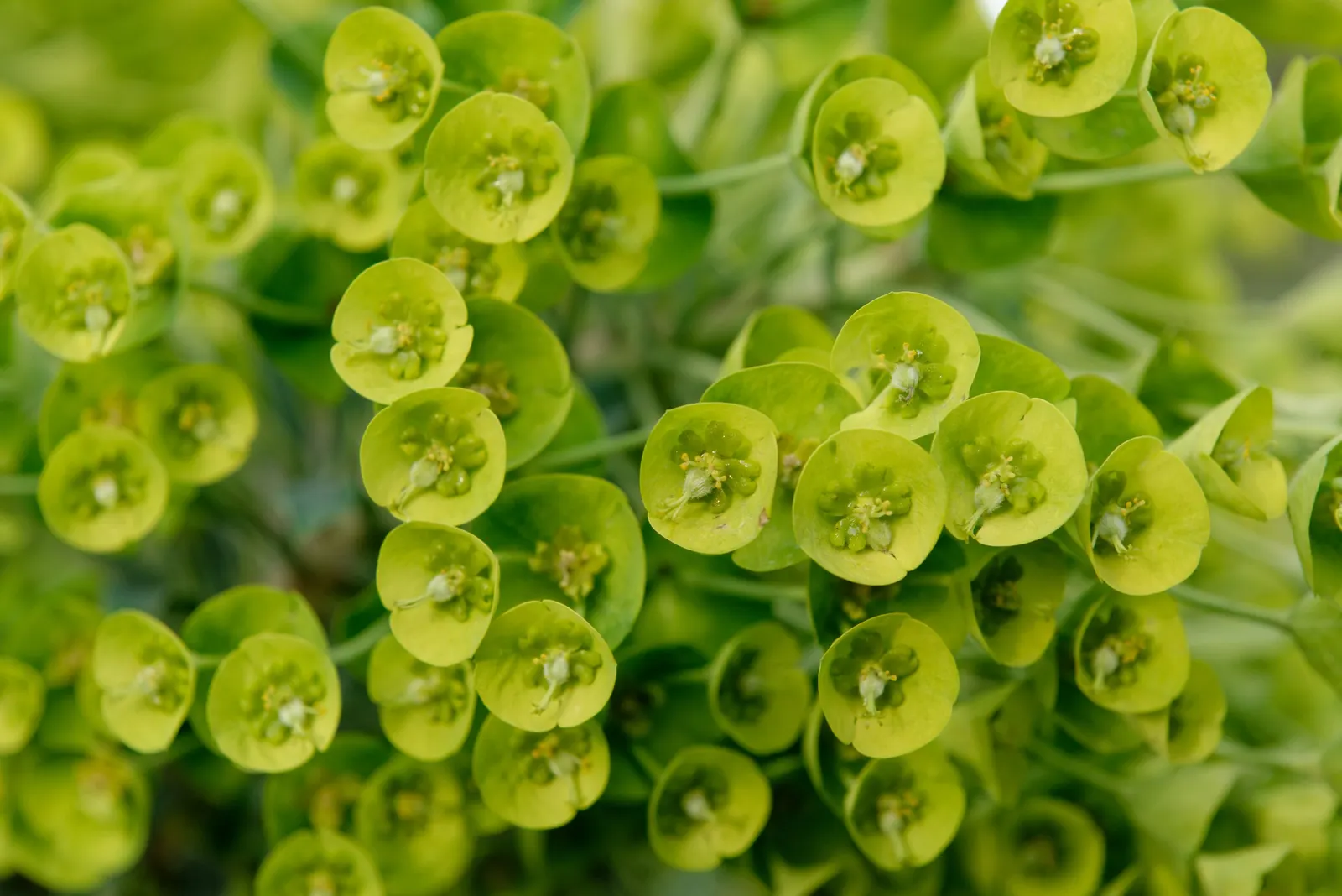 Bush Or Dome Euphorbia (Euphorbia Characias) — evergreen perennial that forms a spherical mound up to 4 feet tall and wide
