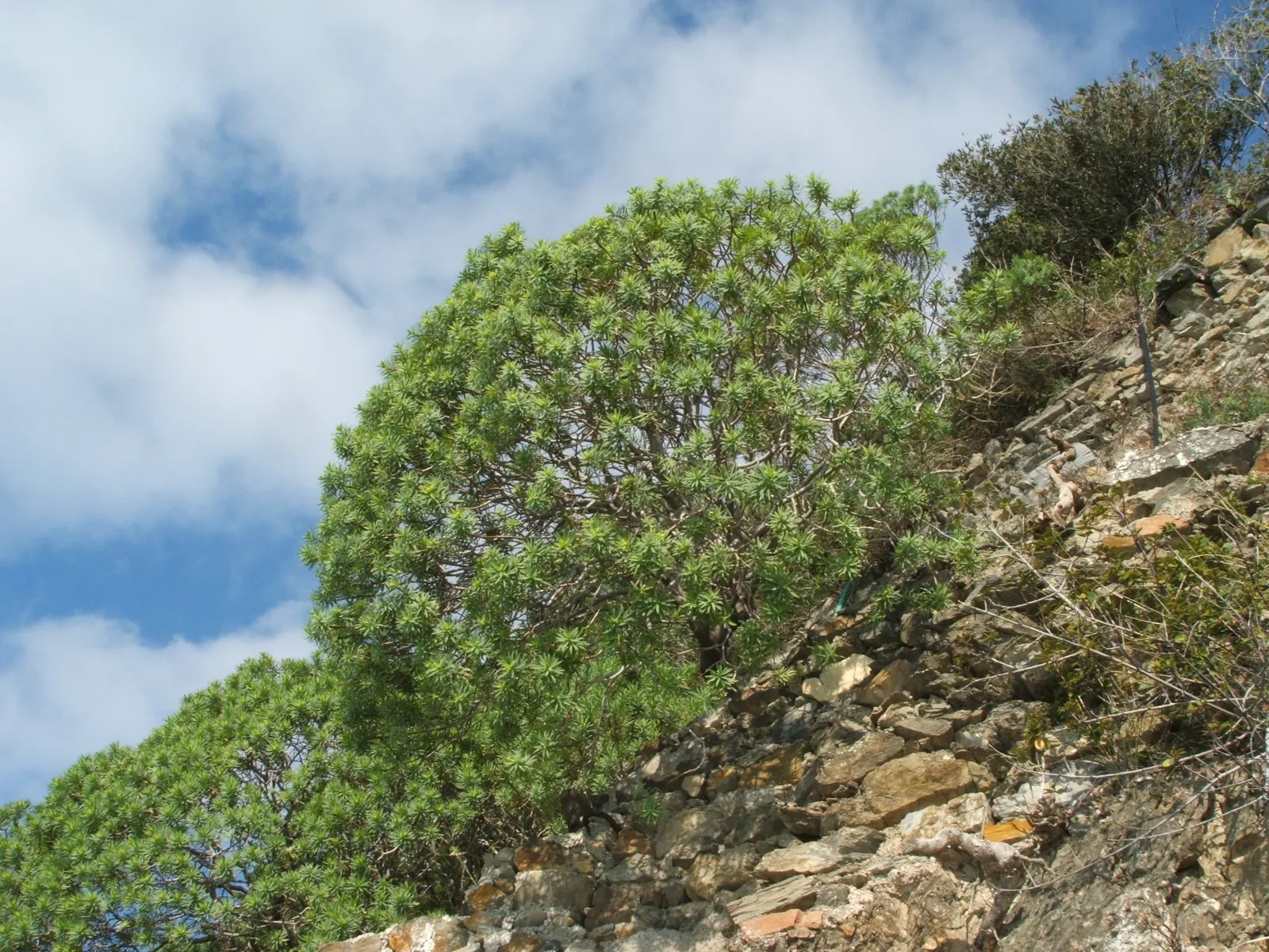 Bush Or Dome Euphorbia (Euphorbia Characias) — Thriving in USDA zones 7-10; perennial with green blooms, image 56
