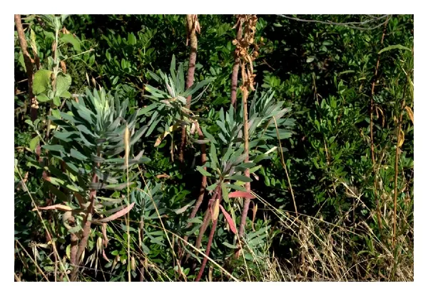 Bush Or Dome Euphorbia (Euphorbia Characias) — commonly referred to as Bush or Dome Euphorbia